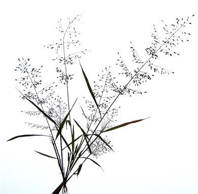 Eragrostis tenella